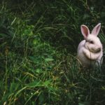 うさぎのスピリチュアルな意味とは?未熟さと上昇?サインは?