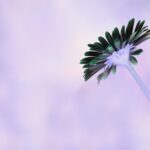 ガイアの法則、800年サイクルの文明の移動とは？精神的な繁栄を目指そうってこと。