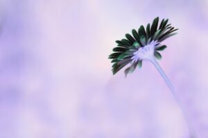 ガイアの法則、800年サイクルの文明の移動とは？精神的な繁栄を目指そうってこと。